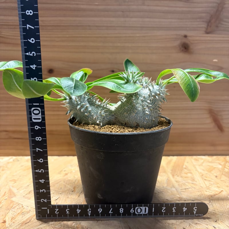 恵比寿大黒 デンシカウレ 多頭 パキポディウム デンシカウレ 恵比寿大黒2頭 | GREEN LUCK