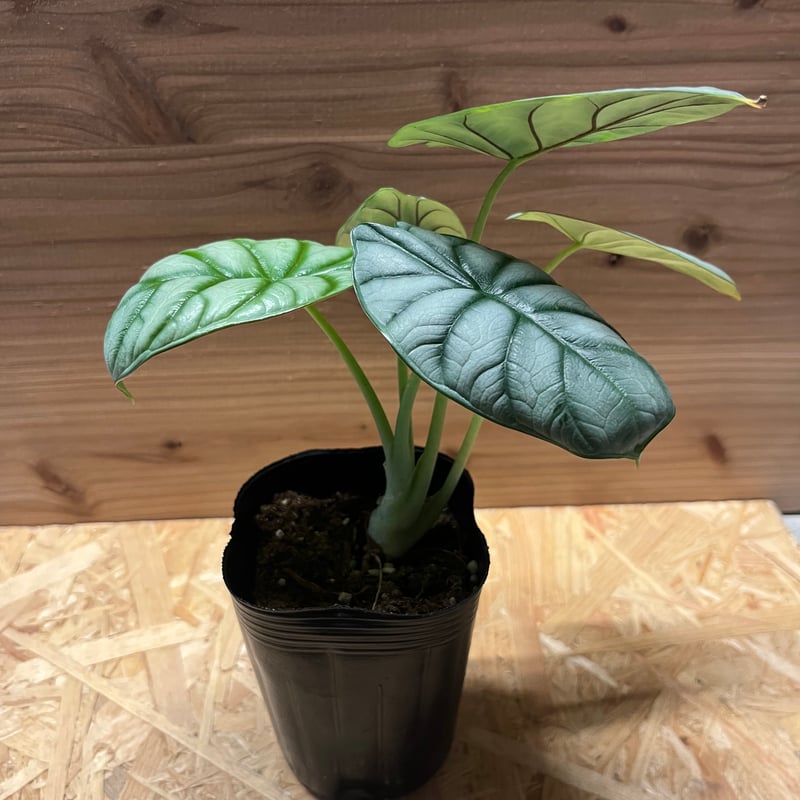 極上 アロカシア シルバードラゴン アルボ a PLANCHU 観葉植物 アロカシア シルバードラゴン 5号鉢 受け皿付き 育て