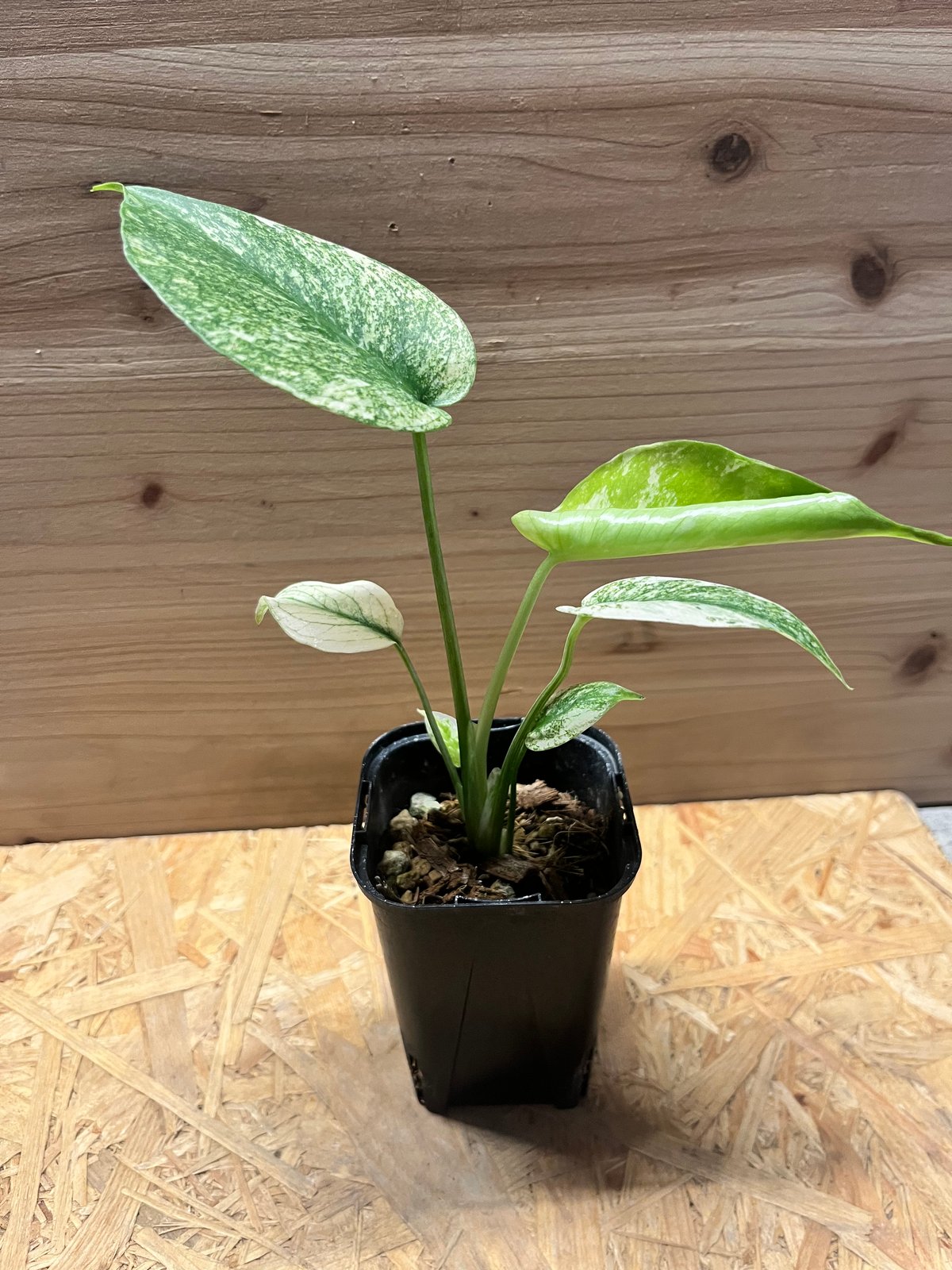 モンステラ デリシオーサ ミント | GREEN LUCK