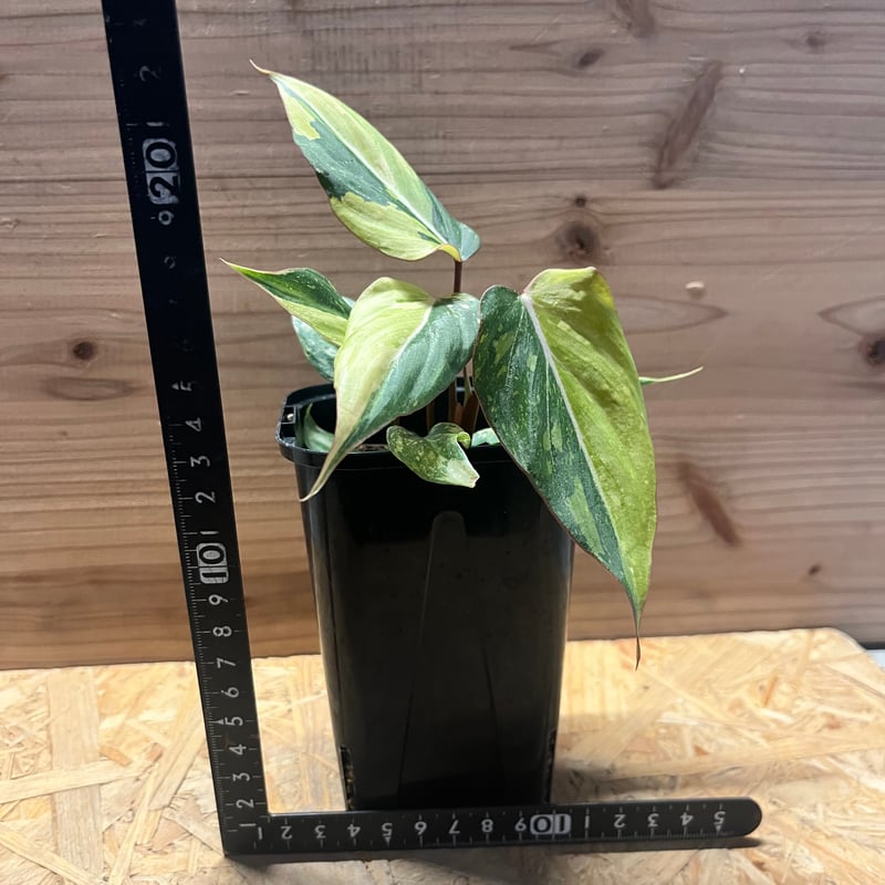 フィロデンドロン グロリーオサム 'トリカラー' | GREEN LUCK