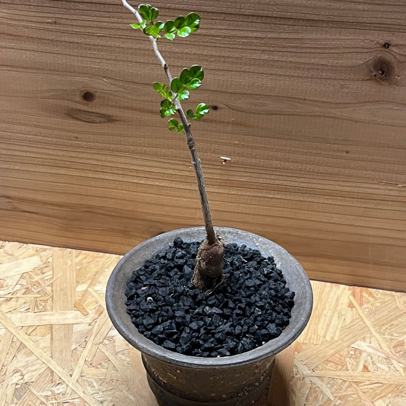 オペルクリカリア デカリー×土京鉢 | GREEN LUCK