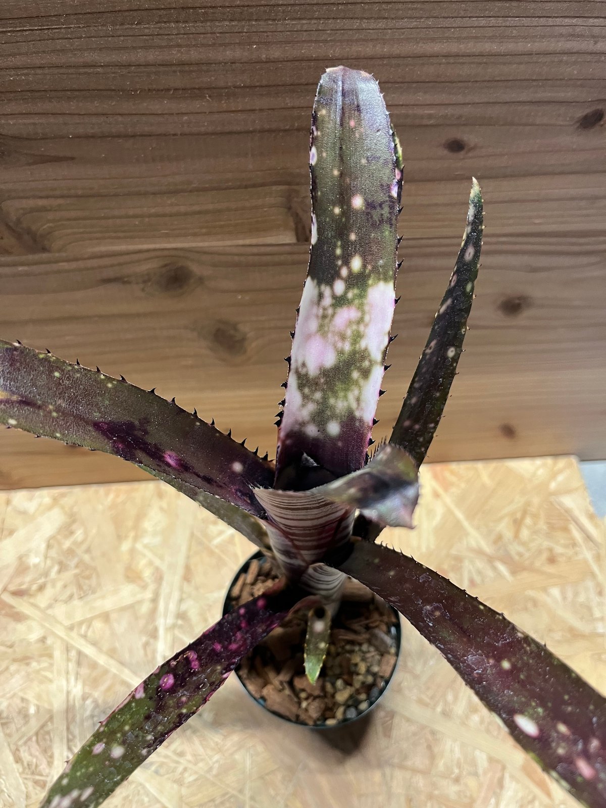 ビルベルギア カルサイト | GREEN LUCK