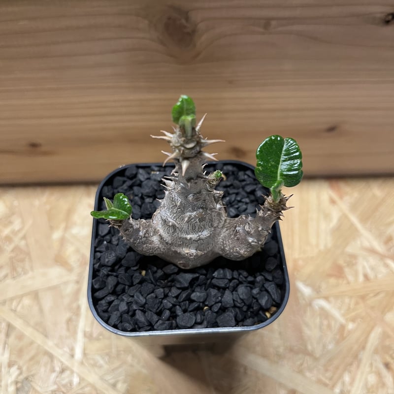 開花株　パキポディウム　ウィンゾリー パキポディウム・ウィンゾリー | trigger