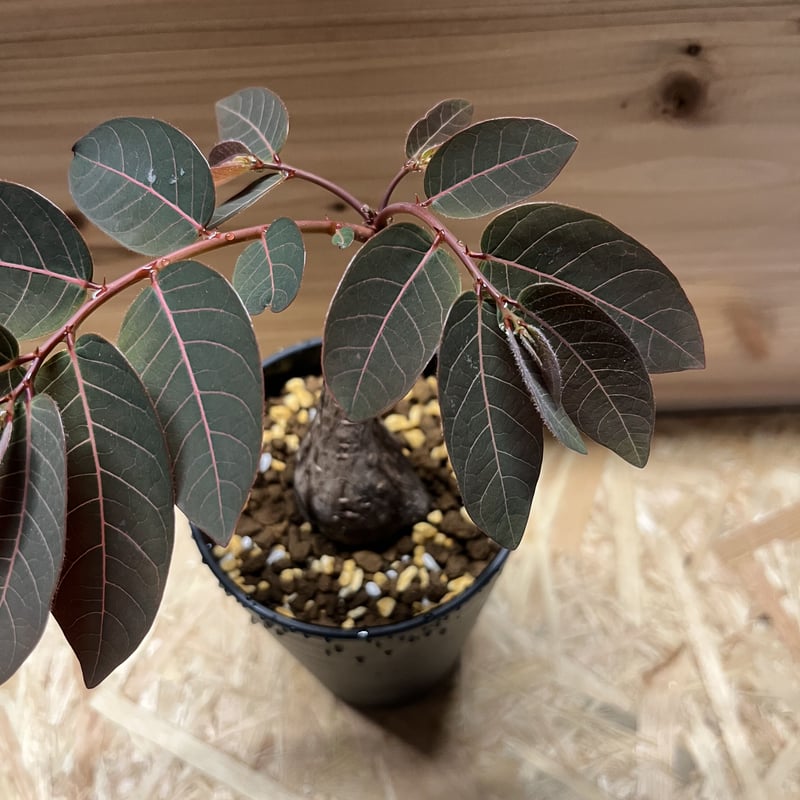 フィランサス ミラビリス | GREEN LUCK