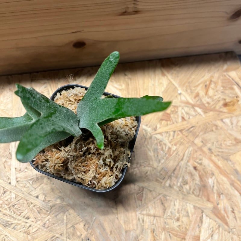 エルブス　ウィリンキー　ビカクシダ　子株 エルブス ウィリンキー ビカクシダ 子株 - メルカリ