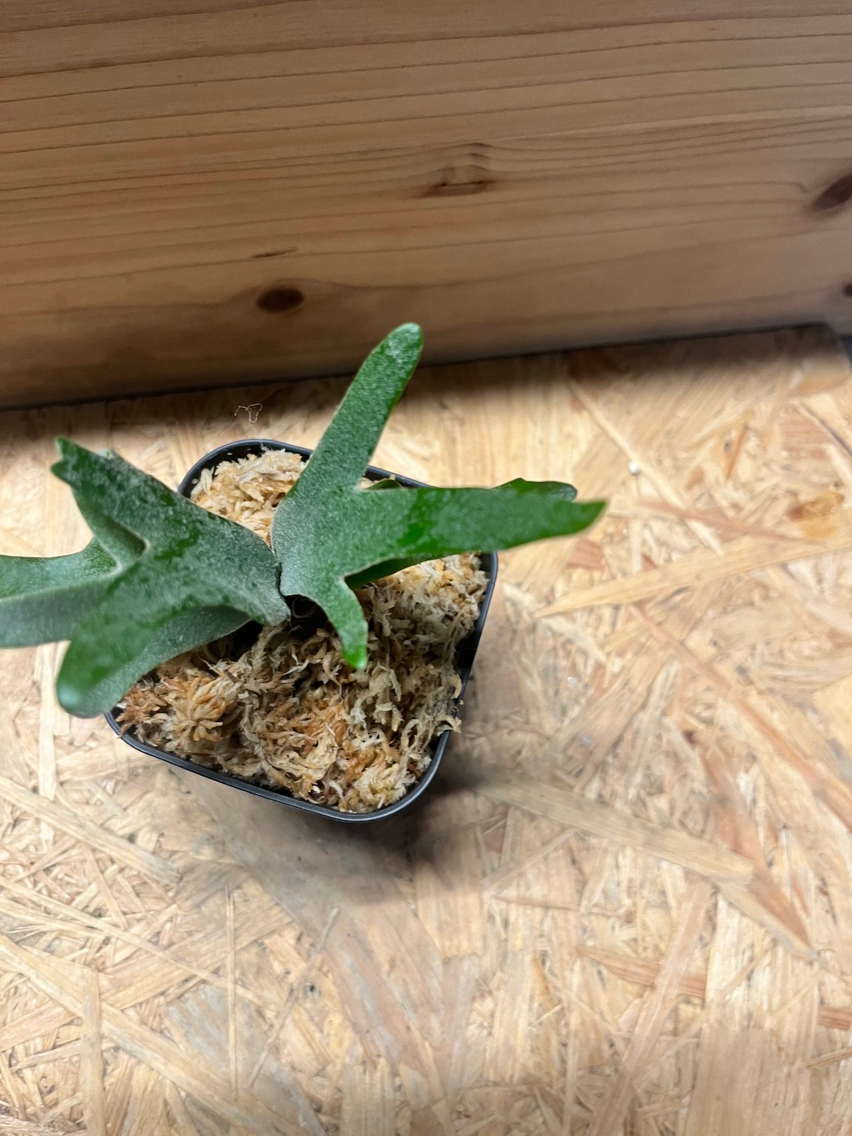 ビカクシダ ウィリンキージュエル Amazon.co.jp: P.willinckii 'Jewel' spored ② ＠ビカ森wife 板付品