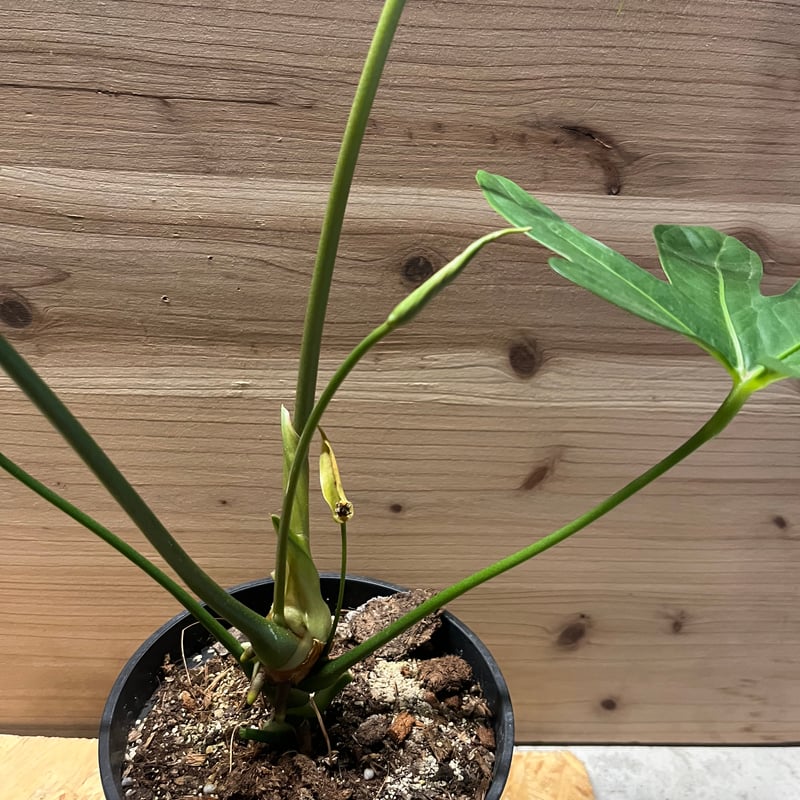 アンスリウム ペダトラディアツム | GREEN LUCK