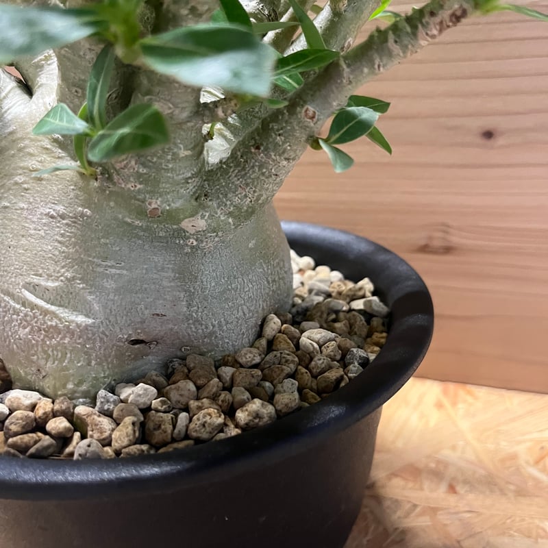 アデニウム アラビカム | GREEN LUCK