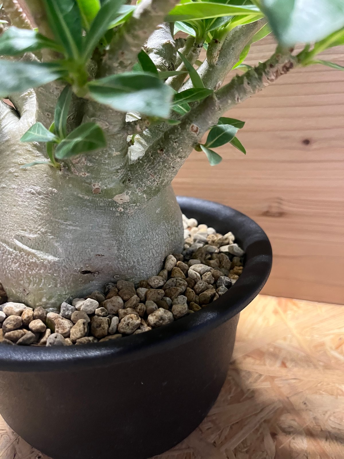 アデニウム アラビカム | GREEN LUCK