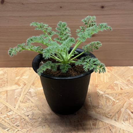 アッペンディクラツム | STORES