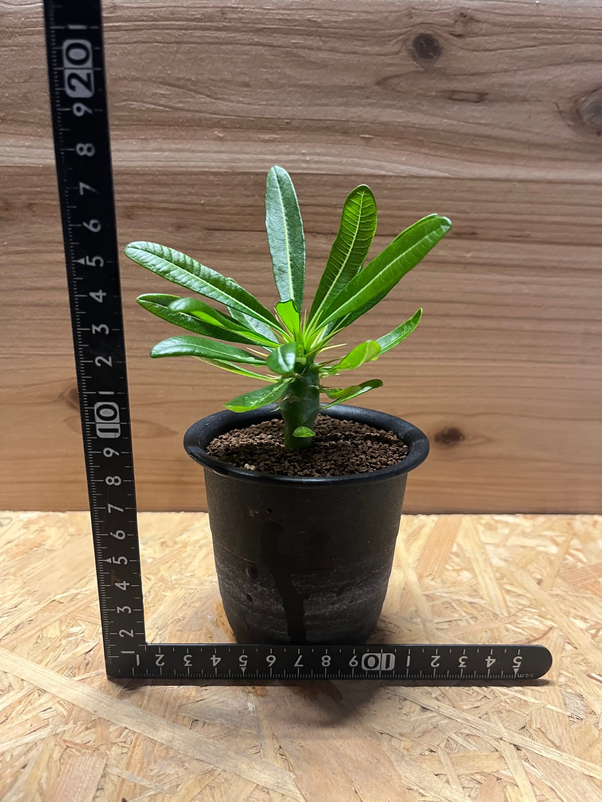 パキポディウム アンボンゲンセ | GREEN LUCK