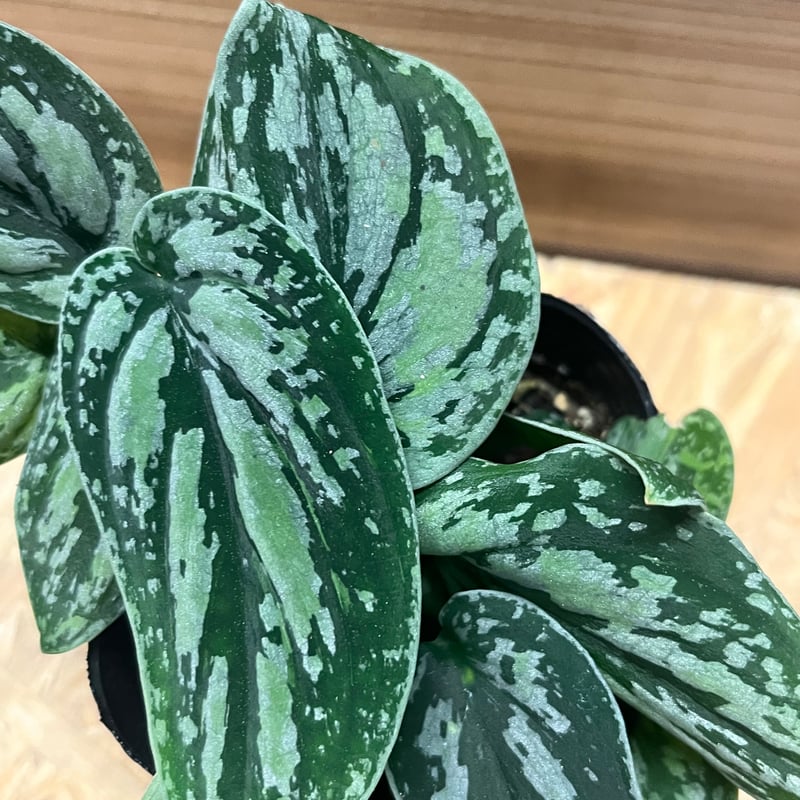 激レア　スキンダプサス　エメラルドミスト　斑入り　バリエガータ 激レア スキンダプサス エメラルドミスト 斑入り バリエガータ 激レア