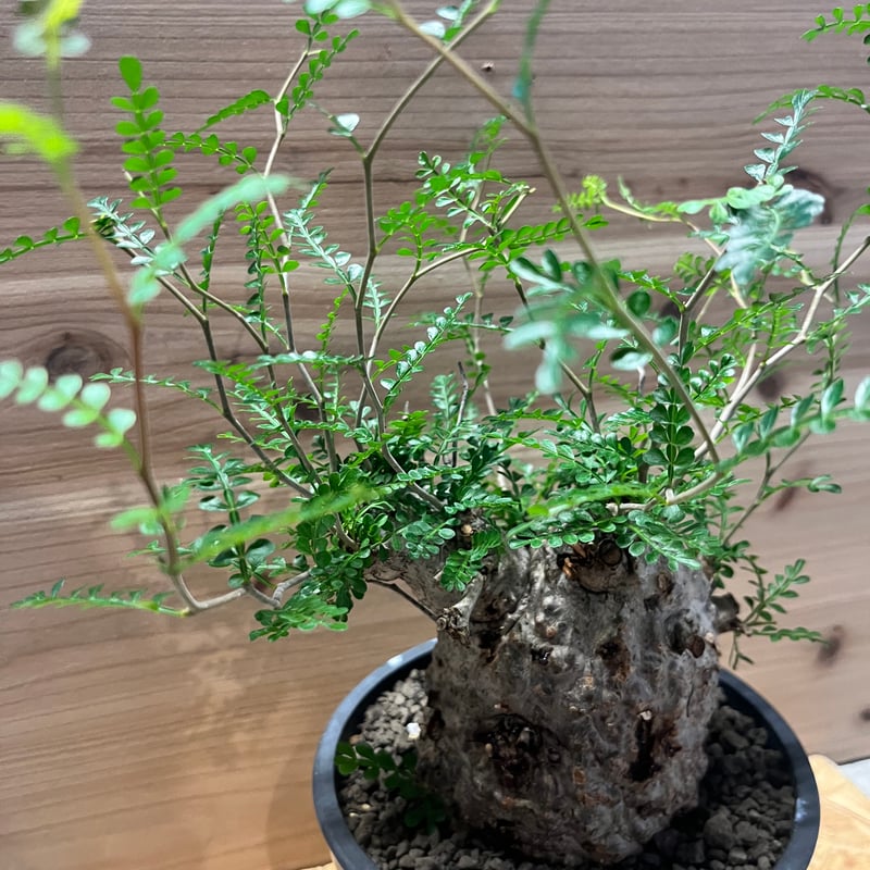 オペルクリカリア パキプス | GREEN LUCK