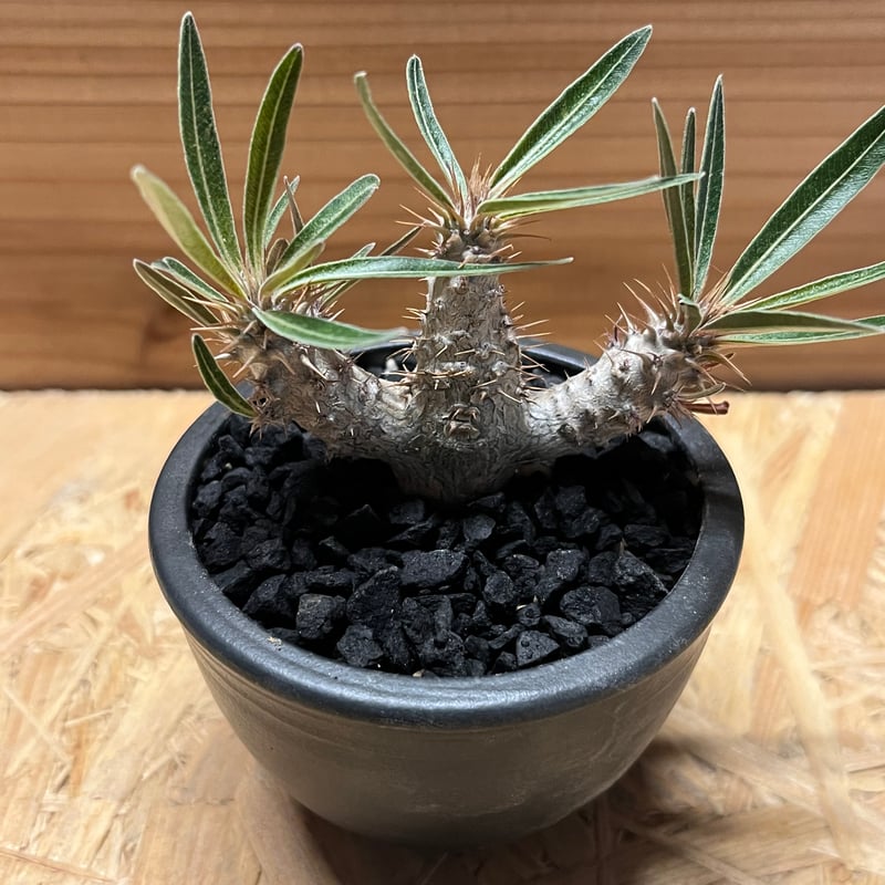 パキポディウム グラキリス×伝市鉢 | GREEN LUCK