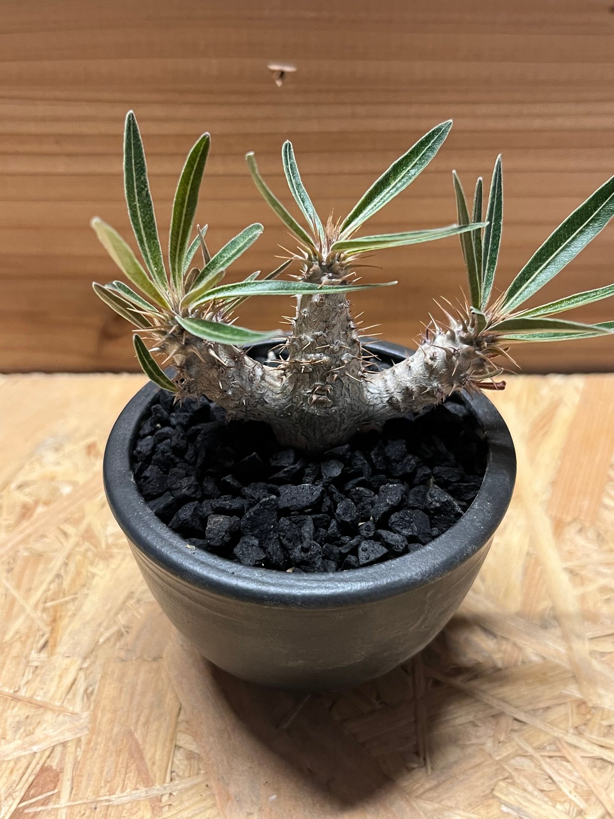 パキポディウム グラキリス×伝市鉢 | GREEN LUCK