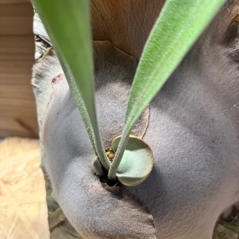 ビカクシダ ディバーシフォリウム | GREEN LUCK