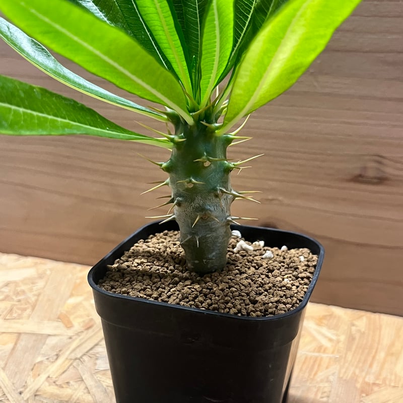 パキポディウム アンボンゲンセ | GREEN LUCK