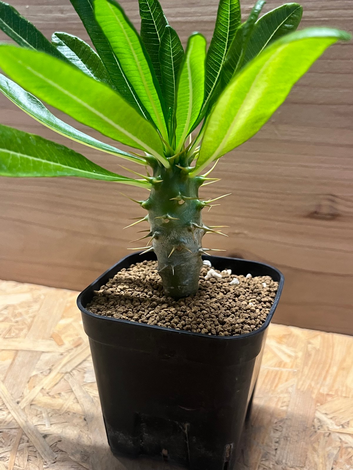 希少 パキポディウム アンボンゲンセ 観葉植物 パキポディウム アンボンゲンセ | GREEN LUCK