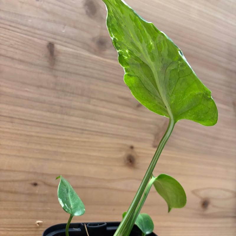 モンステラ デリシオーサ 'バルバソー' | GREEN LUCK