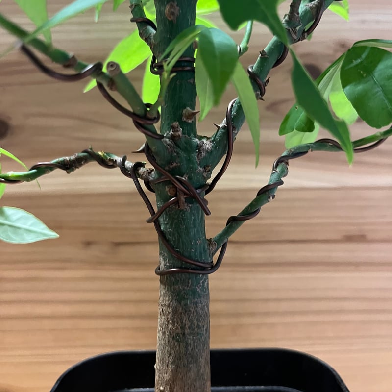 トックリキワタ パラボラッチョ | GREEN LUCK