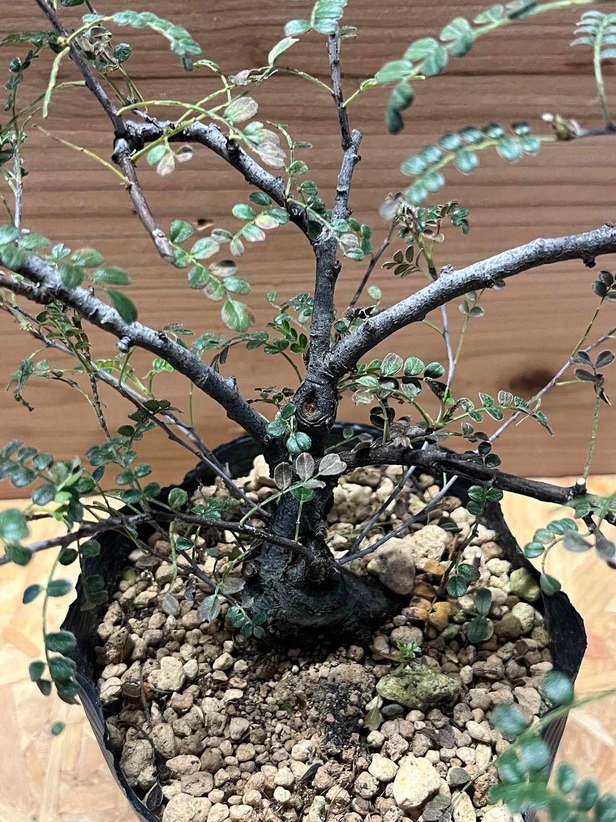 磯山椒 天の梅 | GREEN LUCK