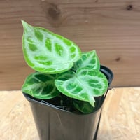 アンスリウム ポーティラエ NSE | GREEN LUCK