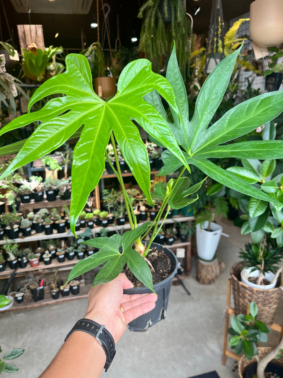 アンスリウム ペダトラディアツム | GREEN LUCK