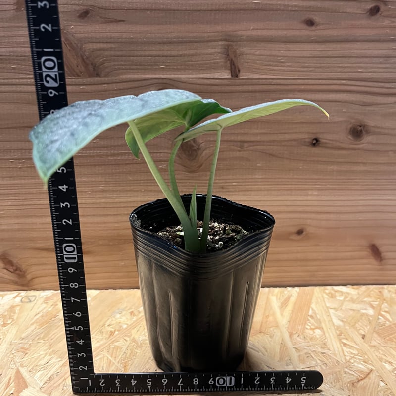 アロカシア メロ オーレア アロカシア メロ | GREEN LUCK