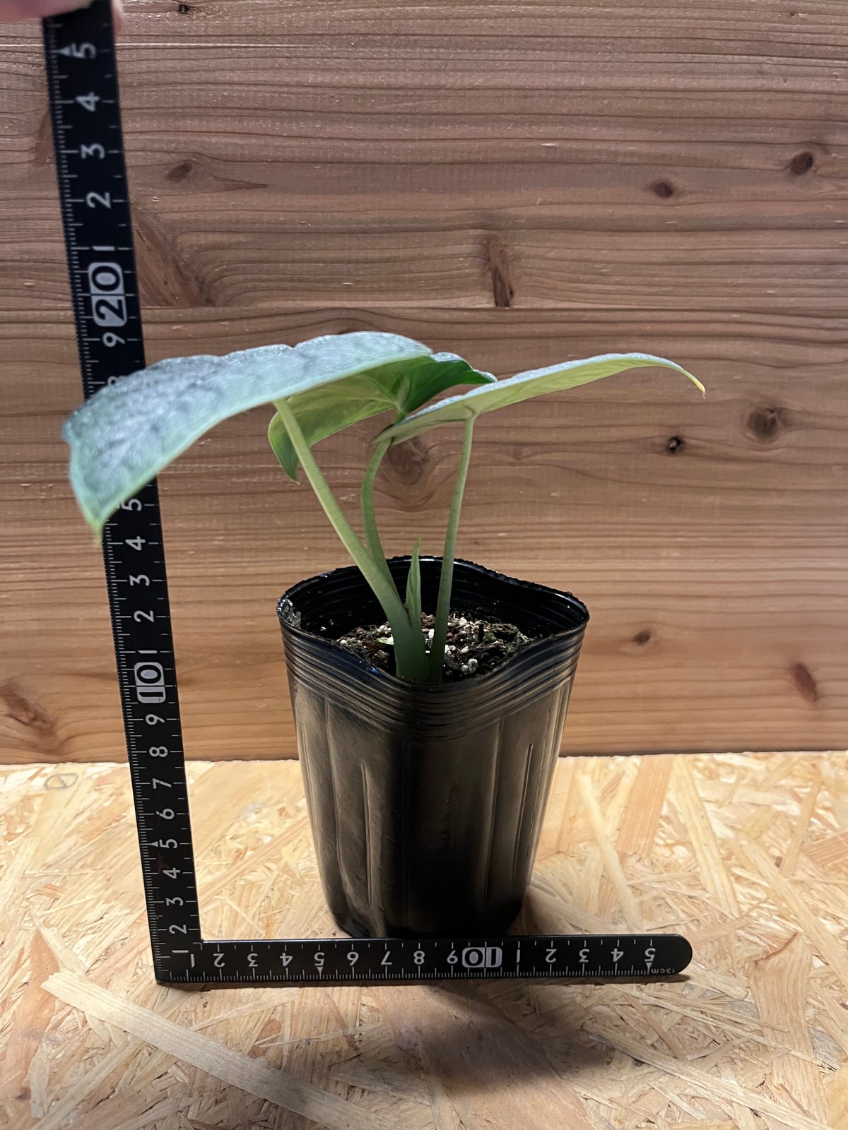 アロカシア メロ | GREEN LUCK