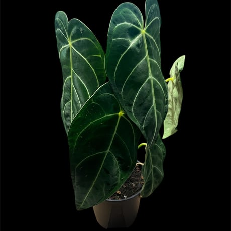 アンスリウム | STORES