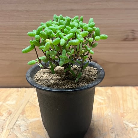 ドロサンテマム　エブレネウム　蜜橘