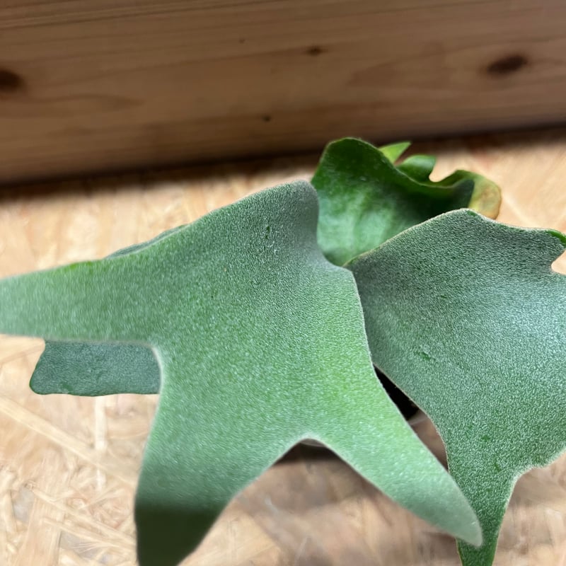 ビカクシダ ウィリンキー バリ | GREEN LUCK