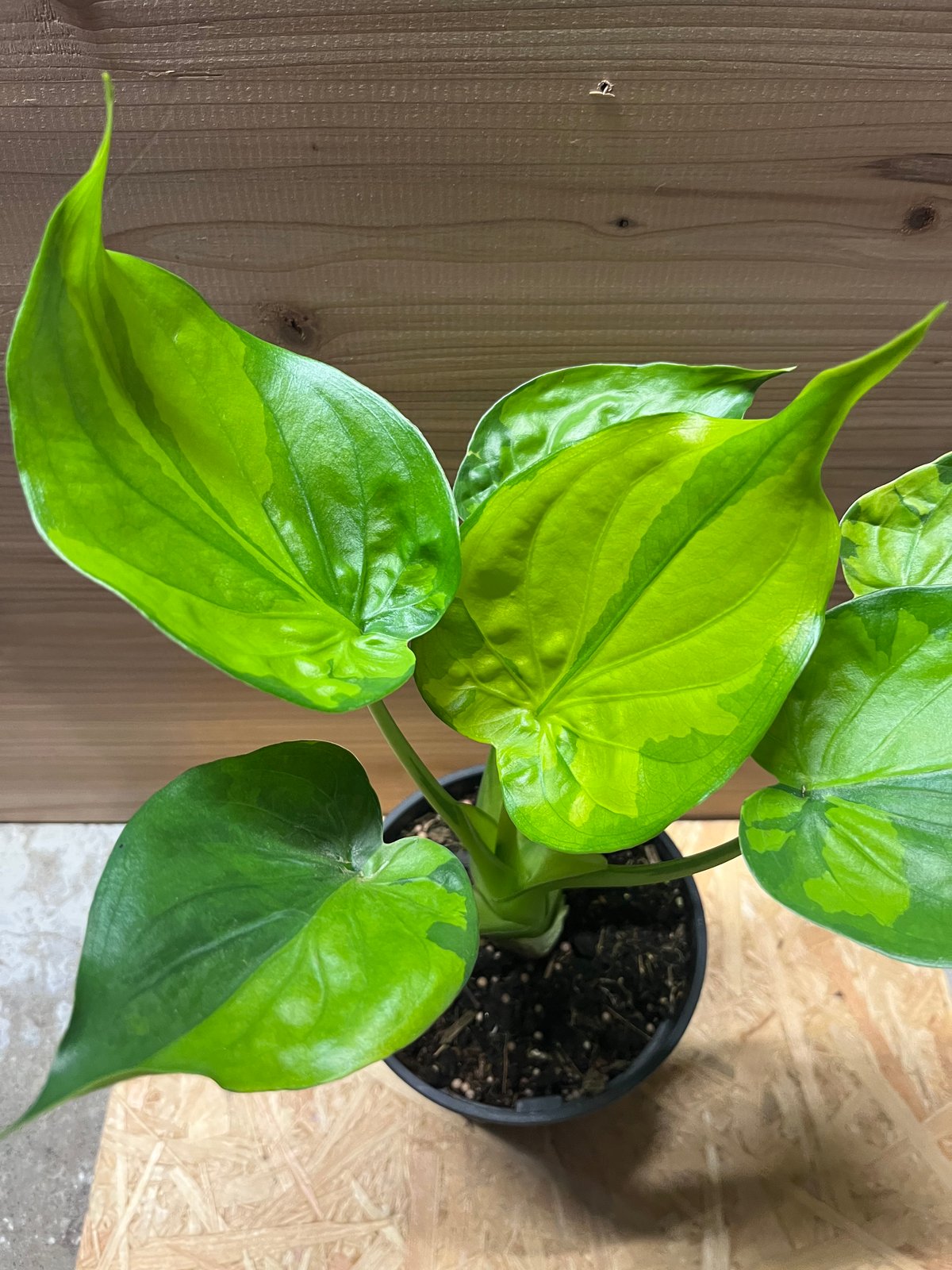 レア❗️ 特大❗️斑入り クワズイモ オーレア 黄斑入り アロカシア