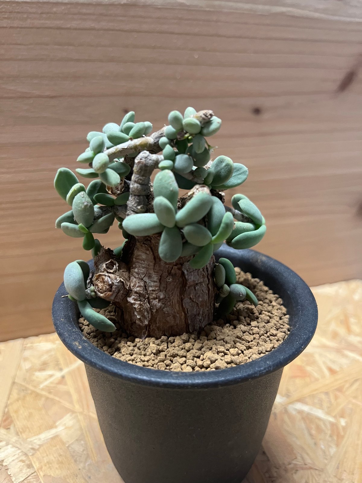 ケラリア ピグマエア 幅14cm ケラリア ピグマエア : 多肉植物のお店 彩香 Yahoo!店 - 通販 - Yahoo