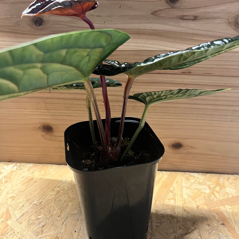 アンスリウム ルクスリアンス 'ブラック' | GREEN LUCK