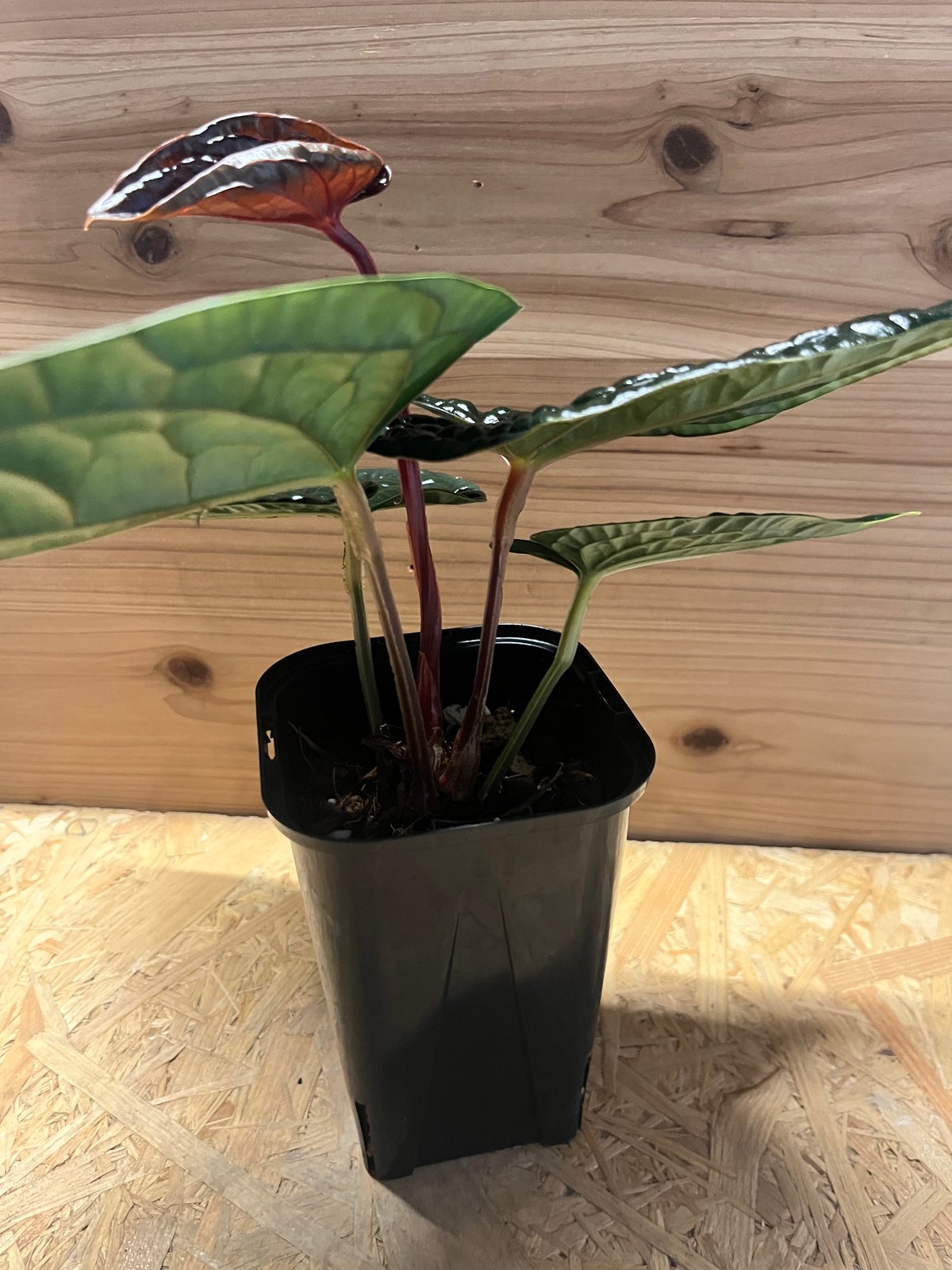 アンスリウム ルクスリアンス　鉢ごと発送 アンスリウム ルクスリアンス | GREEN LUCK