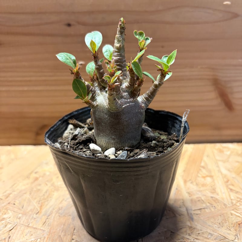 大株✳️アデニウム モンスター 多頭 5号鉢付き 全高30cm 塊根植物 園芸ネット本店｜アデニウム：アラビカム モンスター 5号鉢植え の通販