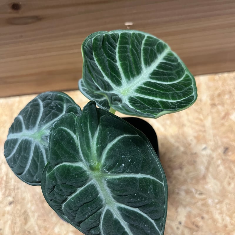 アロカシア ニンジャ | GREEN LUCK