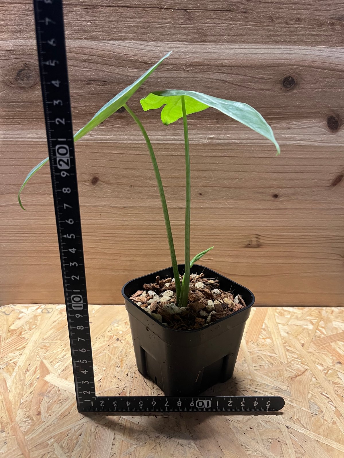 アロカシア ロンギロバシルバー | GREEN LUCK