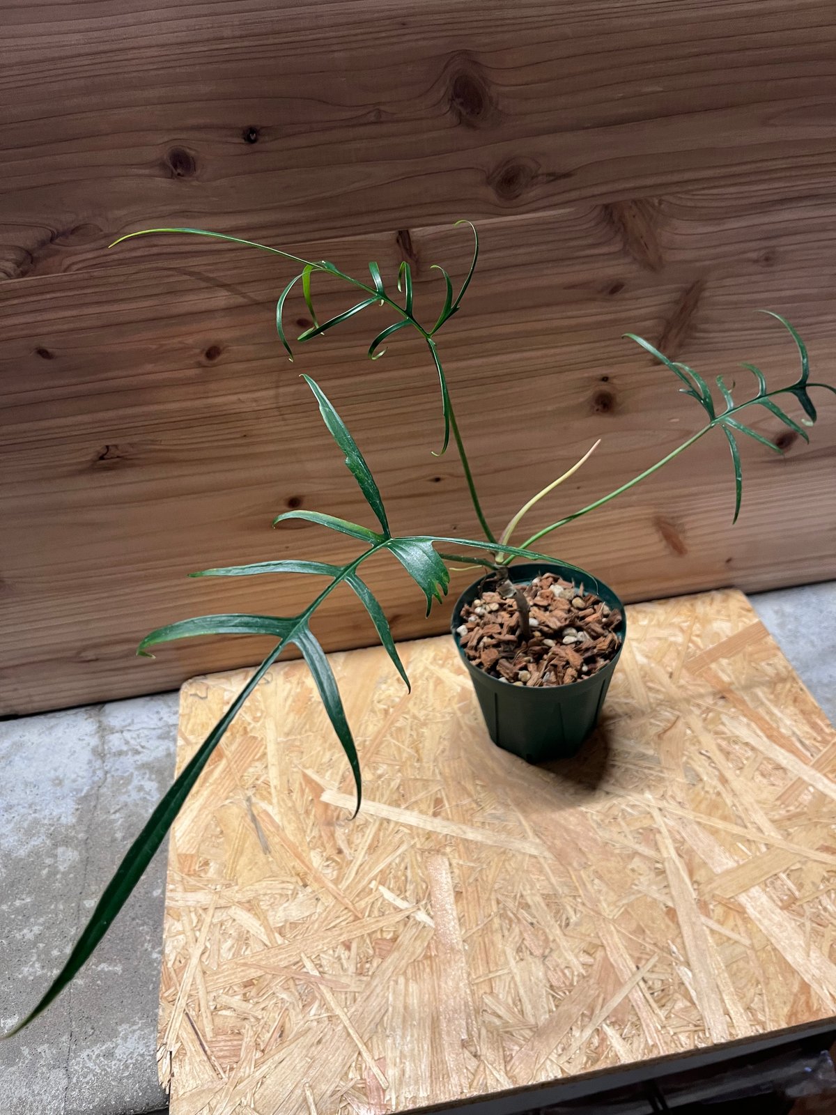 フィロデンドロン ポリポディオイデス | GREEN LUCK