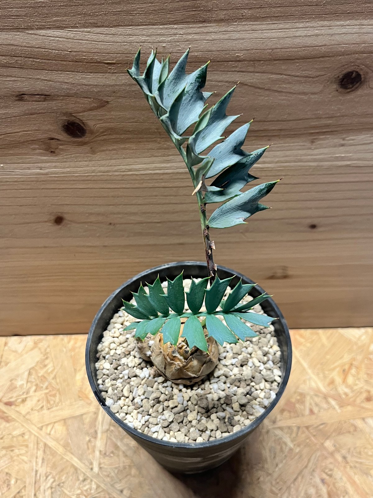 エンセファラルトス ホリダス | GREEN LUCK