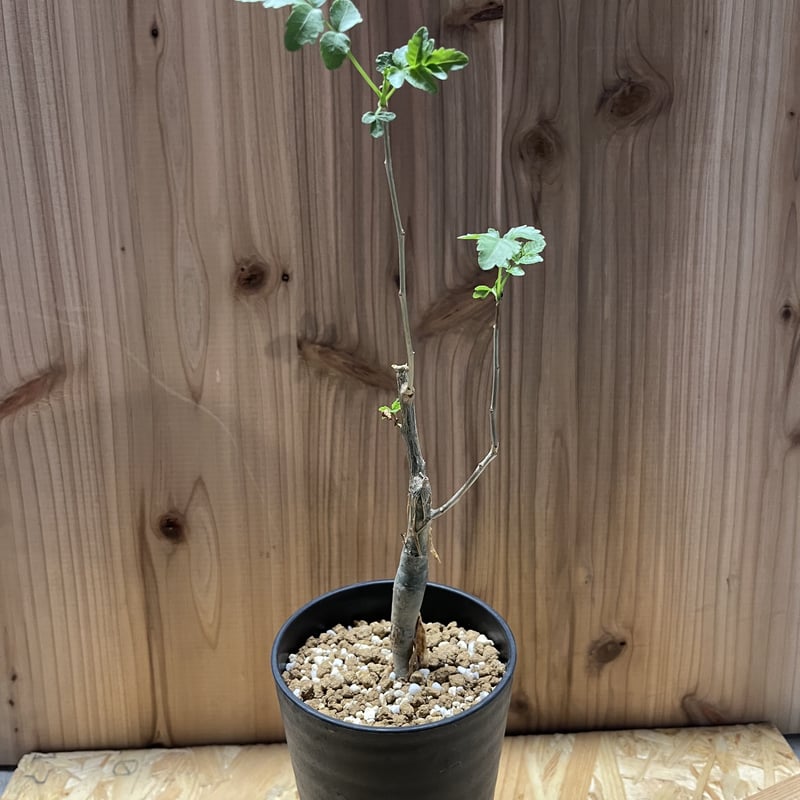 ブルセラ ファガロイデス | GREEN LUCK