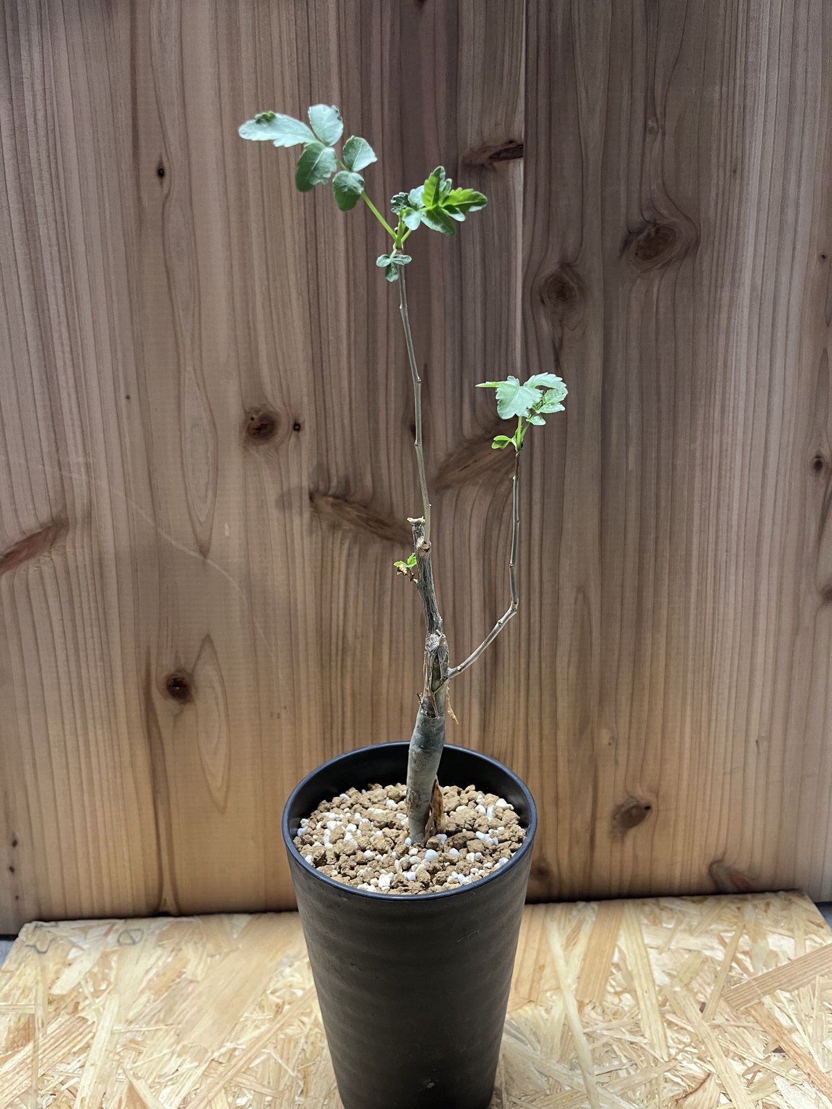 ブルセラ　ファガロイデス　発根済み　2年管理 ブルセラ ファガロイデス（挿し木・発根済み）とても立派な根を