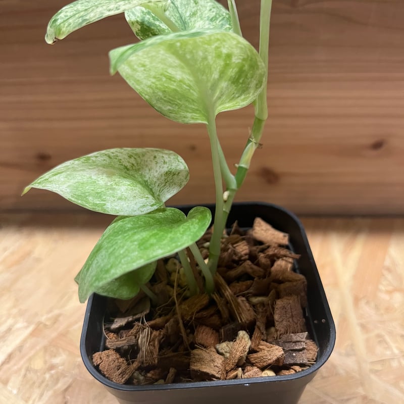 【極上斑】スキンダプサス　ユパ 楽天市場】観葉植物/[棚卸セール]スキンダプサス：ジェイドサテン