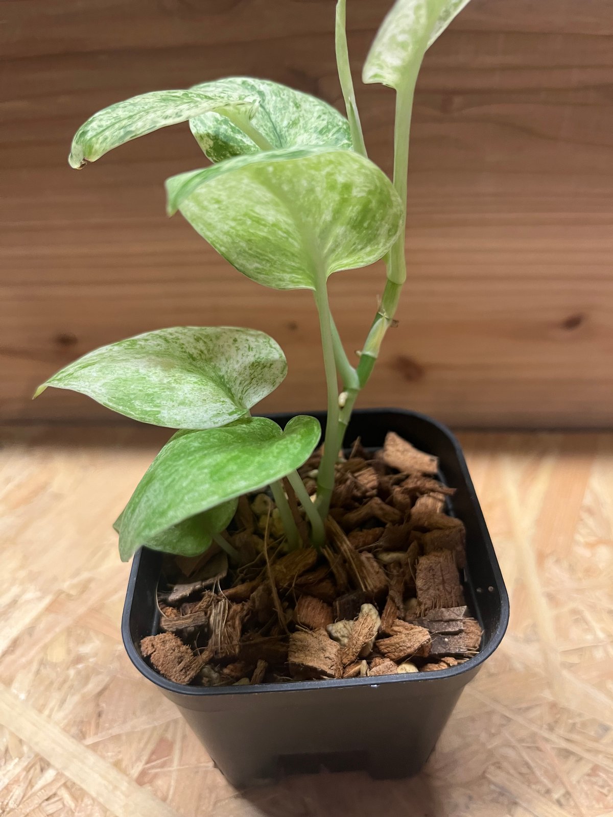 スキンダプサス ジェイド サテン マーブル | GREEN LUCK