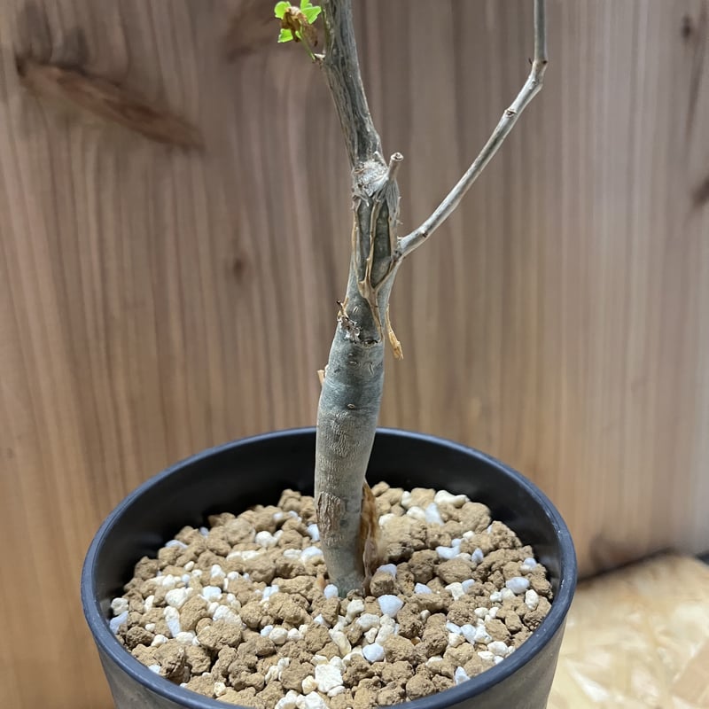 ブルセラ　ファガロイデス　発根済み　2年管理 ブルセラ ファガロイデス 発根済み 2年管理 ブルセラ ファガロイデス