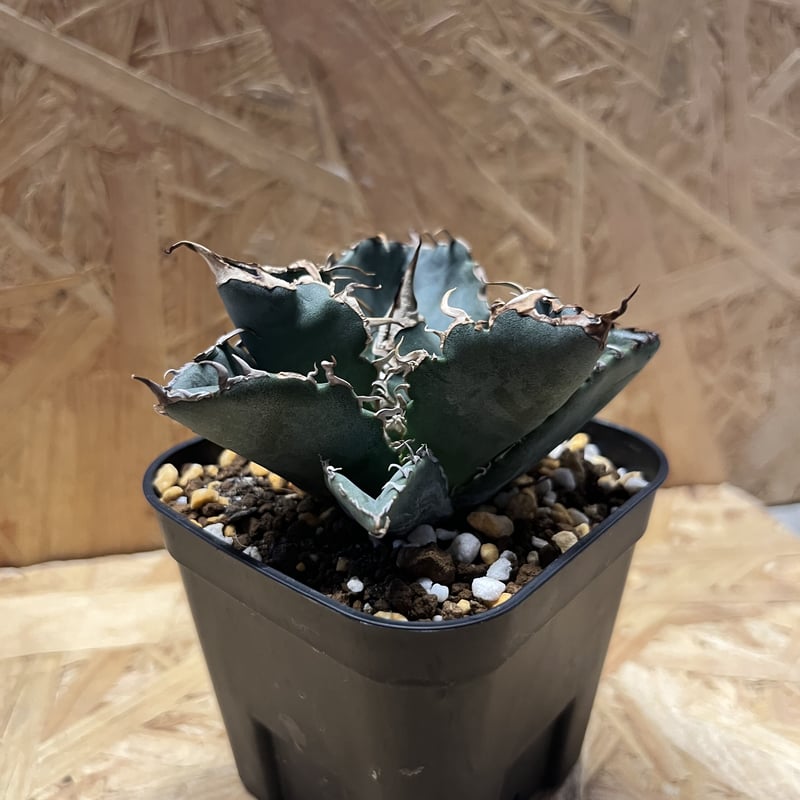 アガベ チタノタ 白鯨 | GREEN LUCK