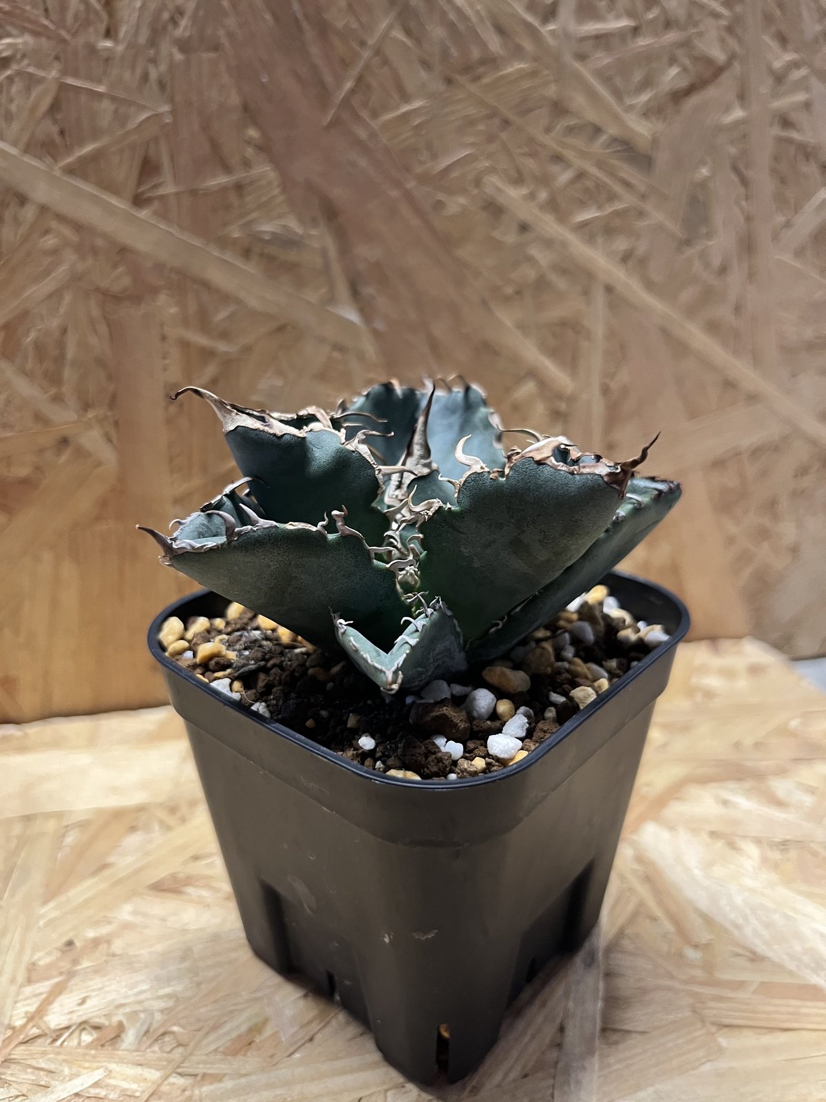 アガベ チタノタ 白鯨 | GREEN LUCK