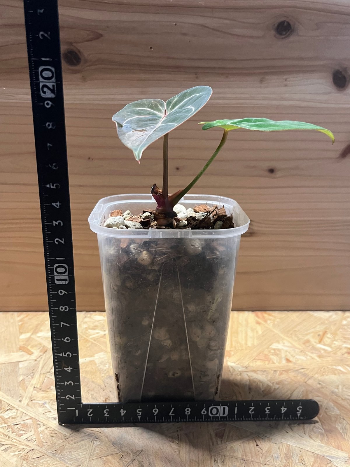 アンスリウム ホフマニー レッドサイナス | GREEN LUCK