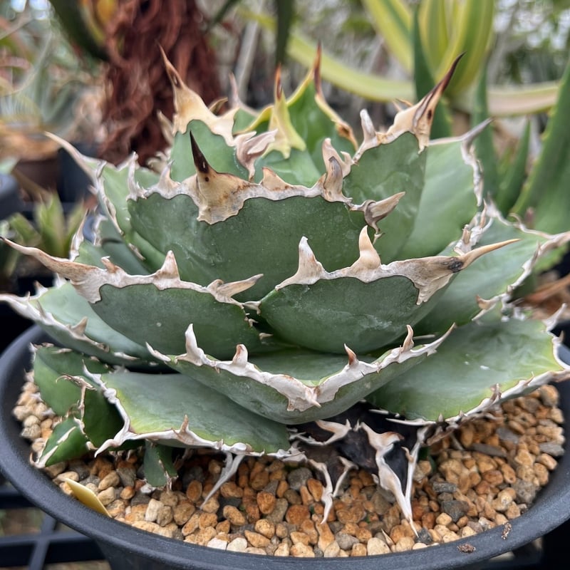 アガベ チタノタ 金鯨×伝市鉢 穴窯 | GREEN LUCK